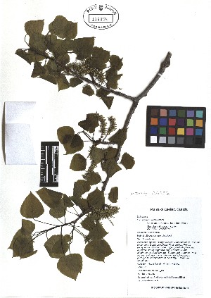  ( - TJD-008)  @11 [ ] CreativeCommons - Attribution Non-Commercial (2013) MTMG McGill Herbarium