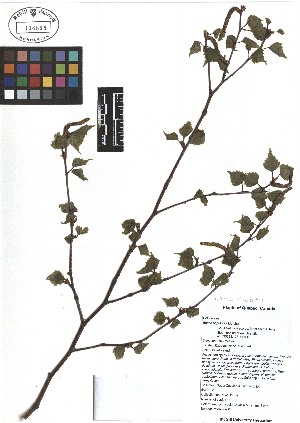  ( - TJD-009)  @11 [ ] CreativeCommons - Attribution Non-Commercial (2013) MTMG McGill Herbarium