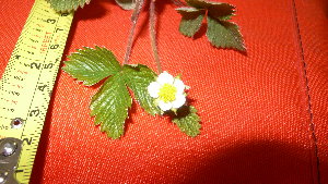  ( - TJD-001)  @11 [ ] CreativeCommons - Attribution Non-Commercial (2013) MTMG McGill Herbarium