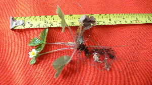  ( - TJD-001)  @11 [ ] CreativeCommons - Attribution Non-Commercial (2013) MTMG McGill Herbarium