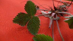  ( - TJD-001)  @11 [ ] CreativeCommons - Attribution Non-Commercial (2013) MTMG McGill Herbarium
