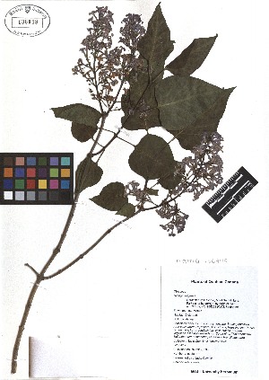  ( - TJD-083)  @11 [ ] CreativeCommons - Attribution Non-Commercial (2013) MTMG McGill Herbarium