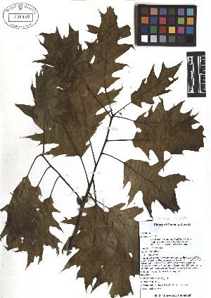  ( - TJD-084)  @11 [ ] CreativeCommons - Attribution Non-Commercial (2013) MTMG McGill Herbarium