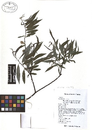  (Salix petiolaris - TJD-086)  @11 [ ] CreativeCommons - Attribution Non-Commercial (2013) MTMG McGill Herbarium