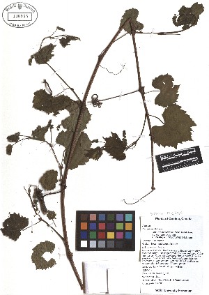  ( - TJD-088)  @11 [ ] CreativeCommons - Attribution Non-Commercial (2013) MTMG McGill Herbarium
