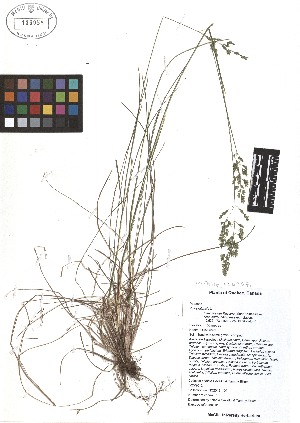  ( - TJD-091)  @11 [ ] CreativeCommons - Attribution Non-Commercial (2013) MTMG McGill Herbarium