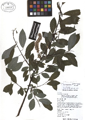 ( - TJD-092)  @11 [ ] CreativeCommons - Attribution Non-Commercial (2013) MTMG McGill Herbarium