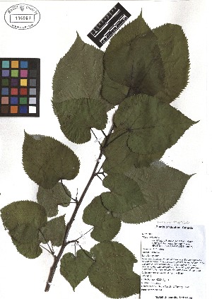  ( - TJD-093)  @11 [ ] CreativeCommons - Attribution Non-Commercial (2013) MTMG McGill Herbarium