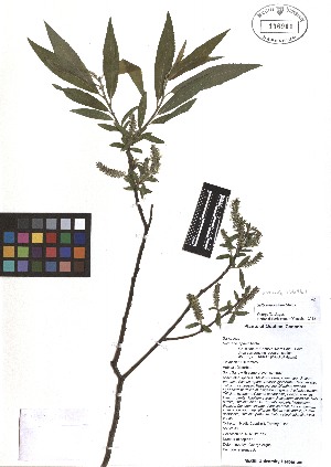  ( - TJD-094)  @11 [ ] CreativeCommons - Attribution Non-Commercial (2013) MTMG McGill Herbarium