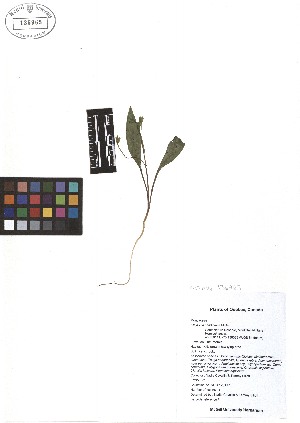  ( - TJD-098)  @11 [ ] CreativeCommons - Attribution Non-Commercial (2013) MTMG McGill Herbarium