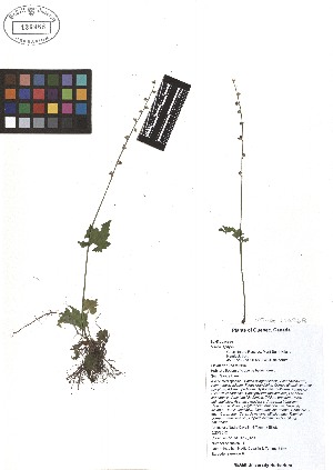  ( - TJD-101)  @11 [ ] CreativeCommons - Attribution Non-Commercial (2013) MTMG McGill Herbarium