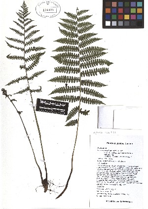  ( - TJD-479)  @11 [ ] CreativeCommons - Attribution Non-Commercial (2013) MTMG McGill Herbarium