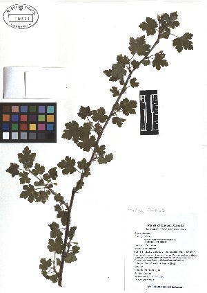  ( - TJD-012)  @11 [ ] CreativeCommons - Attribution Non-Commercial (2013) MTMG McGill Herbarium