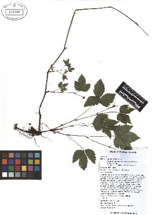  ( - TJD-108)  @11 [ ] CreativeCommons - Attribution Non-Commercial (2013) MTMG McGill Herbarium