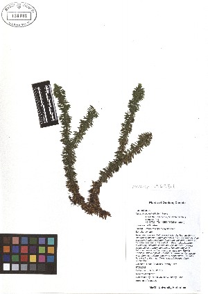  (Huperzia lucidula - TJD-510)  @11 [ ] CreativeCommons - Attribution Non-Commercial (2013) MTMG McGill Herbarium