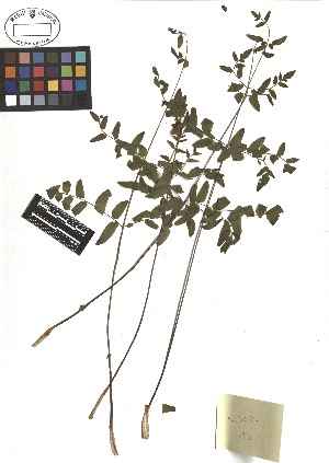  ( - TJD-483)  @11 [ ] CreativeCommons - Attribution Non-Commercial (2013) MTMG McGill Herbarium