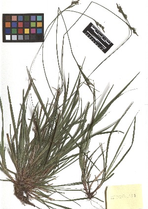  ( - TJD-111)  @11 [ ] CreativeCommons - Attribution Non-Commercial (2013) MTMG McGill Herbarium
