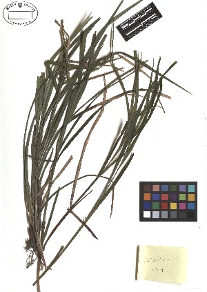 ( - TJD-113)  @11 [ ] CreativeCommons - Attribution Non-Commercial (2013) MTMG McGill Herbarium