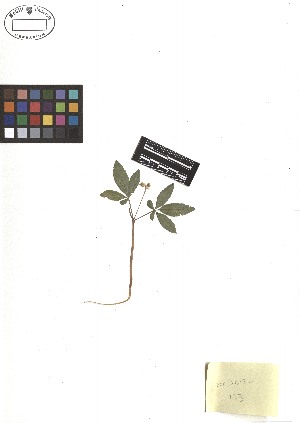  ( - TJD-125)  @11 [ ] CreativeCommons - Attribution Non-Commercial (2013) MTMG McGill Herbarium