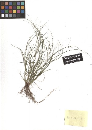  ( - TJD-127)  @11 [ ] CreativeCommons - Attribution Non-Commercial (2013) MTMG McGill Herbarium
