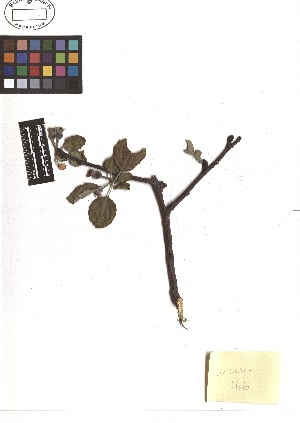  ( - TJD-138)  @11 [ ] CreativeCommons - Attribution Non-Commercial (2013) MTMG McGill Herbarium
