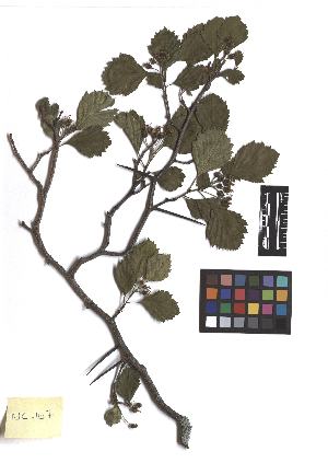 ( - TJD-139)  @11 [ ] CreativeCommons - Attribution Non-Commercial (2013) MTMG McGill Herbarium