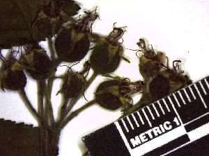 ( - TJD-139)  @11 [ ] CreativeCommons - Attribution Non-Commercial (2013) MTMG McGill Herbarium