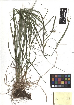  ( - TJD-146)  @11 [ ] CreativeCommons - Attribution Non-Commercial (2013) MTMG McGill Herbarium