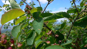  (Amelanchier spicata - TJD-151)  @11 [ ] CreativeCommons - Attribution Non-Commercial (2013) MTMG McGill Herbarium