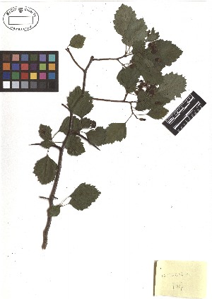  ( - TJD-152)  @11 [ ] CreativeCommons - Attribution Non-Commercial (2013) MTMG McGill Herbarium