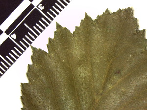  ( - TJD-155)  @11 [ ] CreativeCommons - Attribution Non-Commercial (2013) MTMG McGill Herbarium