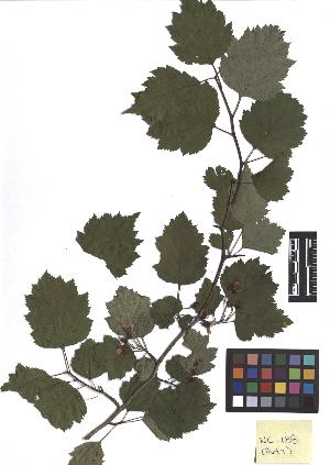  ( - TJD-155)  @11 [ ] CreativeCommons - Attribution Non-Commercial (2013) MTMG McGill Herbarium