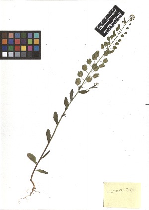  ( - TJD-174)  @11 [ ] CreativeCommons - Attribution Non-Commercial (2013) MTMG McGill Herbarium