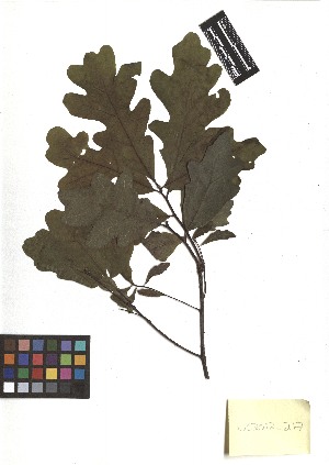  ( - TJD-180)  @11 [ ] CreativeCommons - Attribution Non-Commercial (2013) MTMG McGill Herbarium