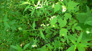  ( - TJD-202)  @11 [ ] CreativeCommons - Attribution Non-Commercial (2013) MTMG McGill Herbarium