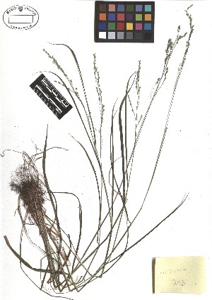  ( - TJD-204)  @11 [ ] CreativeCommons - Attribution Non-Commercial (2013) MTMG McGill Herbarium