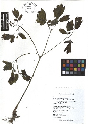  ( - TJD-021)  @11 [ ] CreativeCommons - Attribution Non-Commercial (2013) MTMG McGill Herbarium