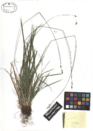 (Carex deweyana - TJD-215)  @11 [ ] CreativeCommons - Attribution Non-Commercial (2013) MTMG McGill Herbarium