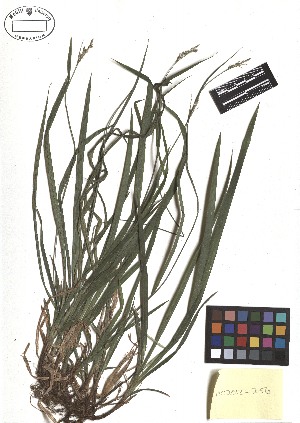  ( - TJD-217)  @11 [ ] CreativeCommons - Attribution Non-Commercial (2013) MTMG McGill Herbarium