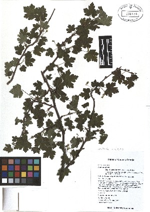  ( - TJD-022)  @11 [ ] CreativeCommons - Attribution Non-Commercial (2013) MTMG McGill Herbarium