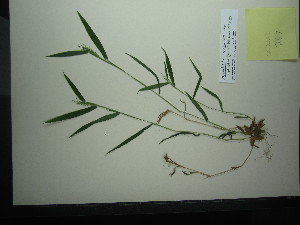  (Dichanthelium acuminatum - TJD-227)  @11 [ ] CreativeCommons - Attribution Non-Commercial (2013) MTMG McGill Herbarium