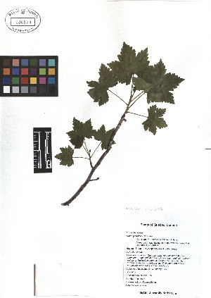  ( - TJD-023)  @11 [ ] CreativeCommons - Attribution Non-Commercial (2013) MTMG McGill Herbarium