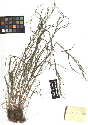 ( - TJD-245)  @11 [ ] CreativeCommons - Attribution Non-Commercial (2013) MTMG McGill Herbarium