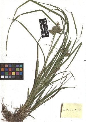  ( - TJD-255)  @11 [ ] CreativeCommons - Attribution Non-Commercial (2013) MTMG McGill Herbarium