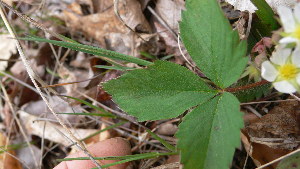  ( - TJD-003)  @11 [ ] CreativeCommons - Attribution Non-Commercial (2013) MTMG McGill Herbarium