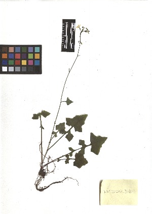  ( - TJD-269)  @11 [ ] CreativeCommons - Attribution Non-Commercial (2013) MTMG McGill Herbarium