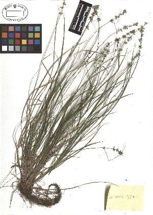  ( - TJD-270)  @11 [ ] CreativeCommons - Attribution Non-Commercial (2013) MTMG McGill Herbarium