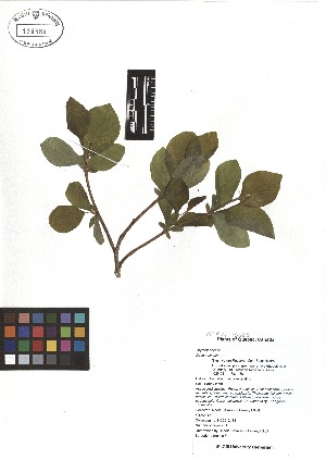  ( - TJD-028)  @11 [ ] CreativeCommons - Attribution Non-Commercial (2013) MTMG McGill Herbarium