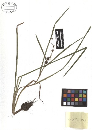  ( - TJD-301)  @11 [ ] CreativeCommons - Attribution Non-Commercial (2013) MTMG McGill Herbarium