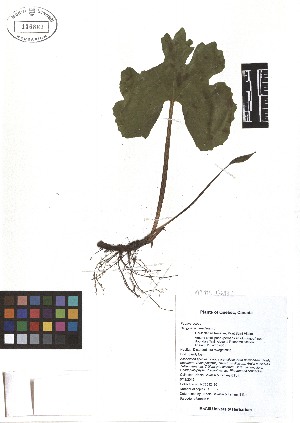  ( - TJD-030)  @11 [ ] CreativeCommons - Attribution Non-Commercial (2013) MTMG McGill Herbarium